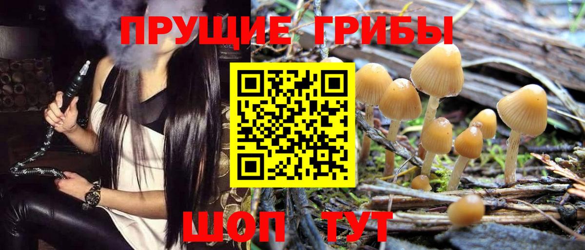 Галлюциногенные грибы Psilocybine cubensis Рубцовск